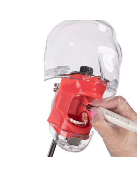 Fantoma Periodontal con Tipodonto de 28 Dientes, Anclaje a Mesa Bader