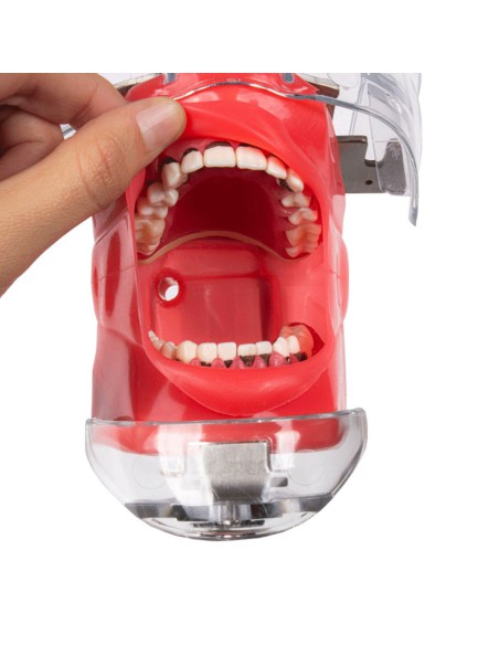 Fantoma Periodontal con Tipodonto de 28 Dientes, Anclaje a Mesa Bader