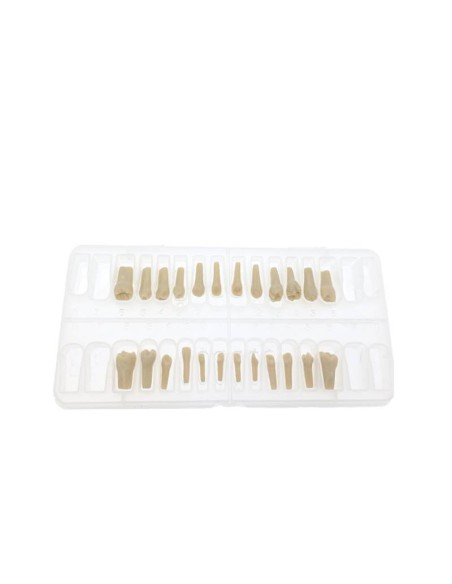 Dientes Reposición Tipodonto Tipo Frasaco AG-3 Bolsa 32 uds.