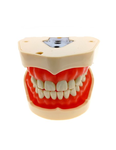 Tipodonto Adulto Compatible ANA4 de 28 Dientes, Sin Articulador Masters