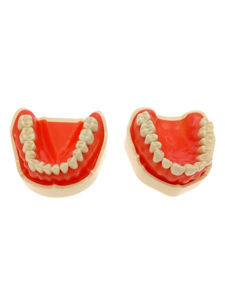 Tipodonto Adulto Compatible ANA4 de 28 Dientes, Sin Articulador Masters