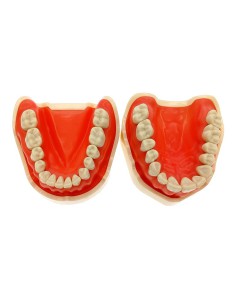 Tipodonto Adulto Compatible ANA4 de 28 Dientes, Sin Articulador Masters 2