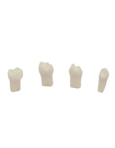 Set Dientes para Pulpotomía para Tipodontos Infantiles Clónicos Tipo AK6 4 uds de Bader