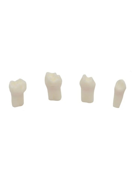 Set Dientes para Pulpotomía para Tipodontos Infantiles Clónicos Tipo AK6 4 uds de Bader