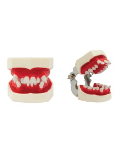 Tipodonto para Ortodoncia 28 Dientes Móviles, con Articulador Bader