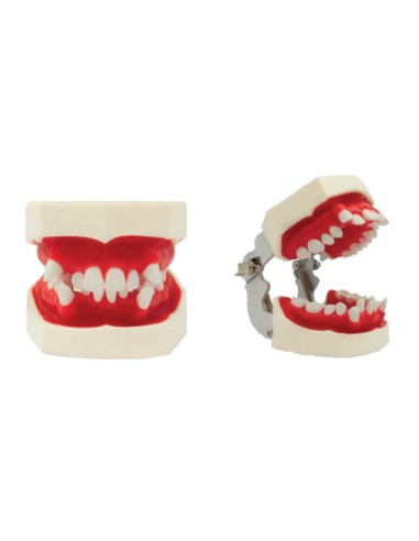 Tipodonto para Ortodoncia 28 Dientes Móviles, con Articulador Bader