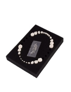 Dientes Reposición para Tipodonto Tipo Frasaco AK-6 Pediátrico 24 unidades Bader