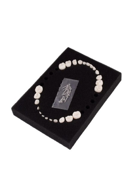 Dientes Reposición para Tipodonto Tipo Frasaco AK-6 Pediátrico 24 unidades Bader