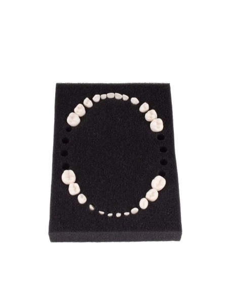 Dientes Reposición para Tipodonto Tipo Frasaco AK-6 Pediátrico 24 unidades Bader