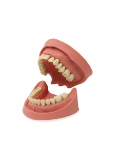 Tipodonto para Práctica Clónico 28 Dientes 1:1 Adulto Bader 2
