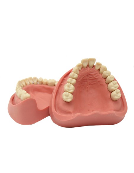 Tipodonto para Práctica Clónico 28 Dientes 1:1 Adulto Bader