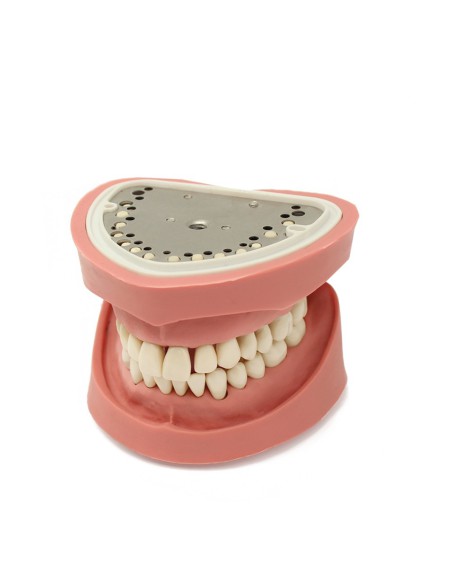 Tipodonto para Práctica Clónico 28 Dientes 1:1 Adulto Bader