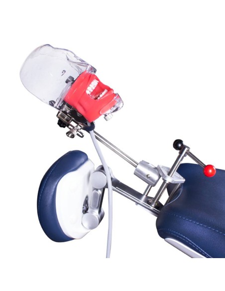 Fantoma Completo Simplicity con Tipodonto tipo Nissin Adulto y Anclaje a Sillón Bader