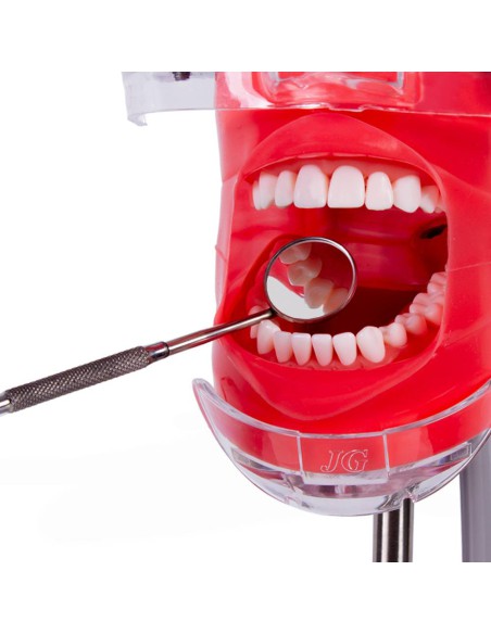 Fantoma Completo Simplicity Bader con Tipodonto tipo Nissin Adulto y Anclaje a Mesa
