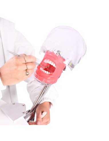 Fantoma Completo Simplicity Bader con Tipodonto tipo Nissin Adulto y Anclaje a Mesa