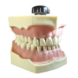 Tipodonto Clónico Frasaco AG-3 2