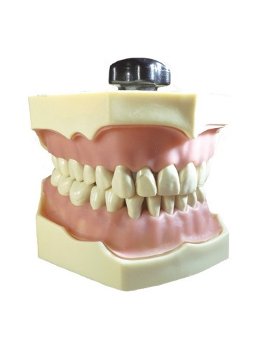 Tipodonto Clónico Frasaco AG-3