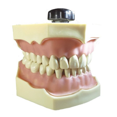 Tipodonto Clónico Frasaco AG-3