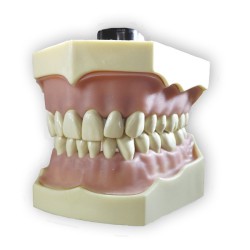 Dientes Reposición para Tipodonto Tipo Frasaco AG-3 32 Uds. 2