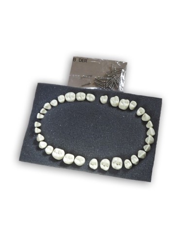 Dientes Reposición para Tipodonto Tipo Frasaco AG-3 32 Uds.