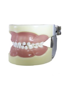 Tipodonto tipo Nissin para Niño