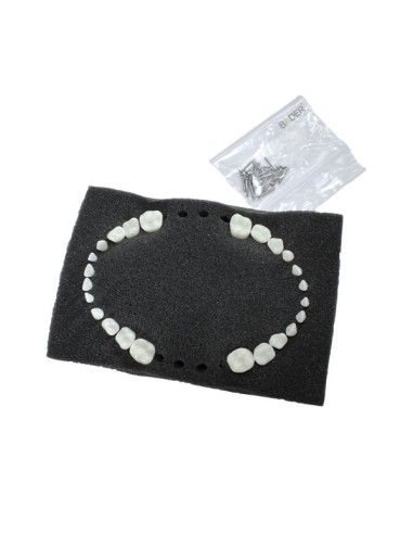 Dientes de Reposición para Tipodonto Nissin Pediátrico