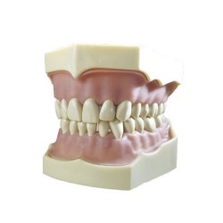 Tipodonto Clónico Frasaco AG-3