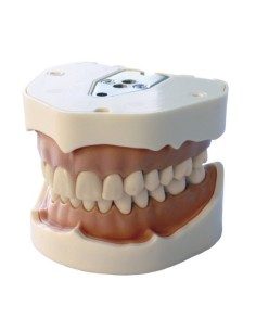 Dientes Reposición para Tipodonto Tipo Frasaco AG-3 32 Uds. 2