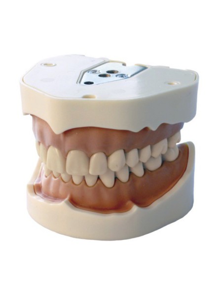 Dientes Reposición para Tipodonto Tipo Frasaco ANA4 28 Uds.