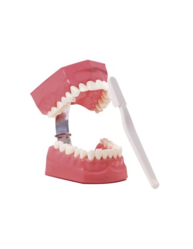 Macromodelo Demostración Bodyon