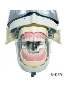 Tipodonto Clónico Frasaco ANA4