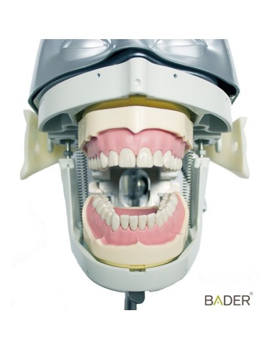 Tipodonto Clónico Frasaco ANA4