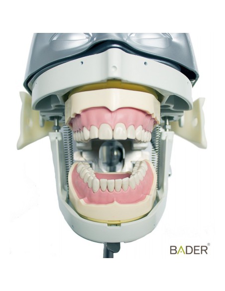 Tipodonto Clónico Frasaco ANA4