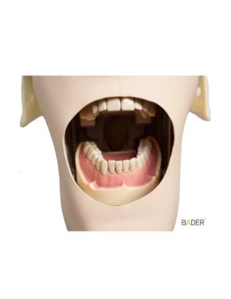 Tipodonto Clónico Frasaco ANA4