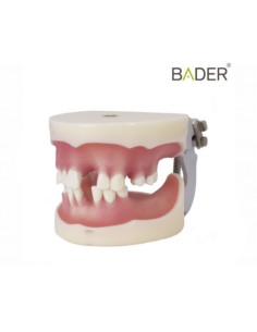 Tipodonto para Implantología Articulado