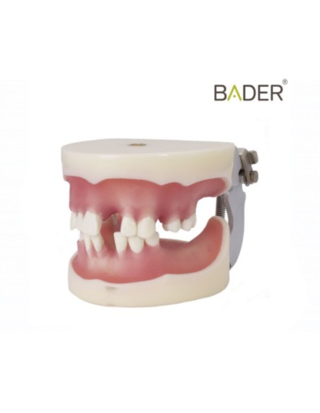 Tipodonto para Implantología Articulado