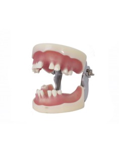 Tipodonto para Implantología Articulado 2