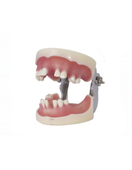 Tipodonto para Implantología Articulado