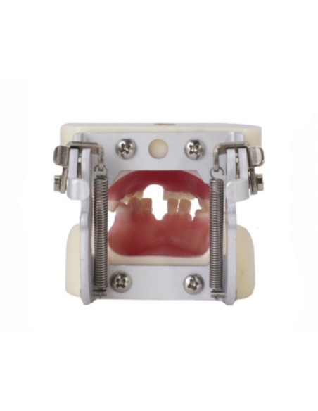 Tipodonto para Implantología Articulado