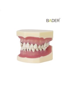 Tipodonto para Implantología Articulado 2