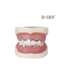 Tipodonto de Periodoncia 32 d... POR ACABAR 2