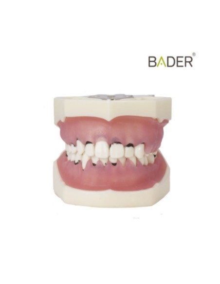 Tipodonto de Periodoncia 32 d... POR ACABAR