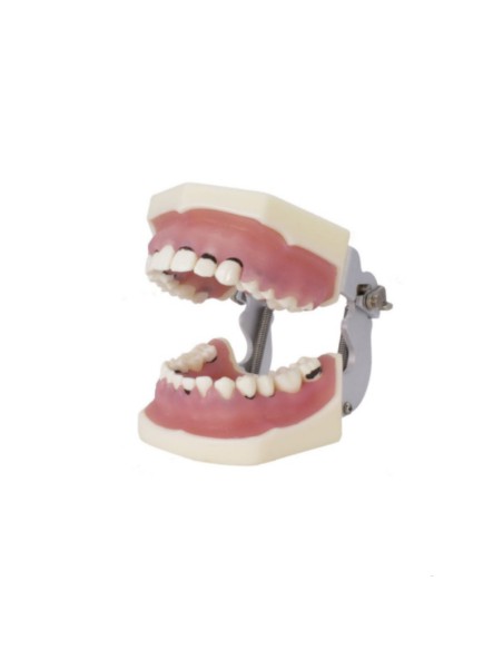 Tipodonto de Periodoncia 32 d... POR ACABAR