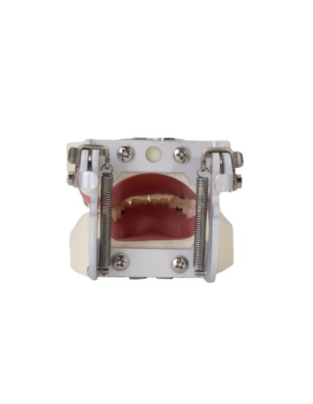 Tipodonto de Periodoncia 32 d... POR ACABAR