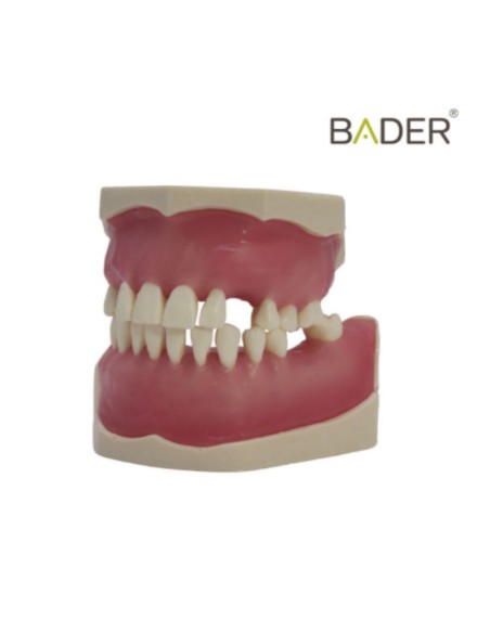 Tipodonto de Cirugía e Implantología