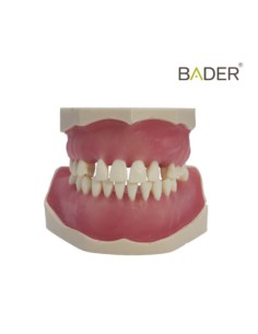 Tipodonto de Cirugía e Implantología 2