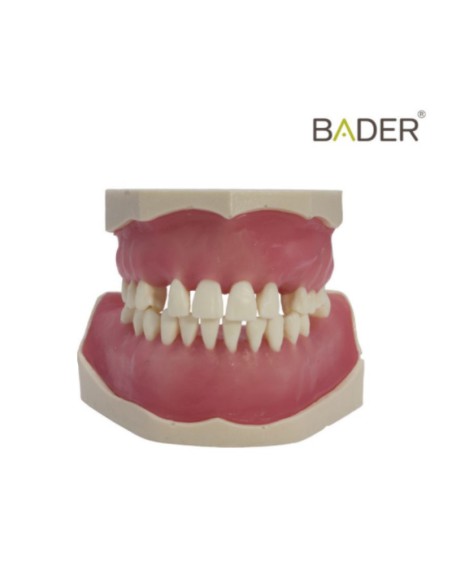 Tipodonto de Cirugía e Implantología