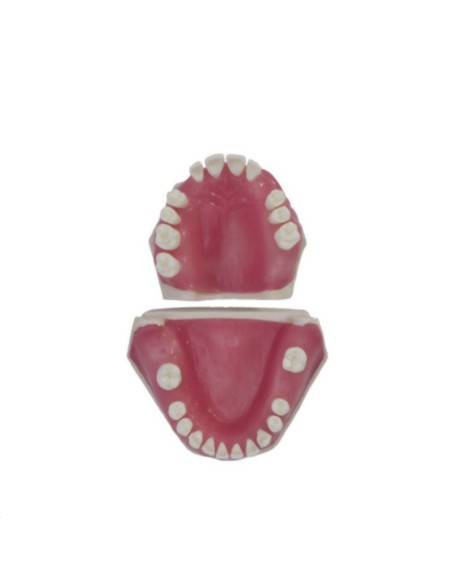 Tipodonto de Cirugía e Implantología