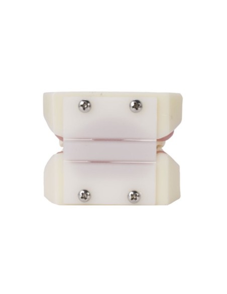 Tipodonto de Periodoncia