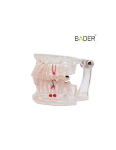 Modelo Dental Transparente de Implante 31 Dientes 2